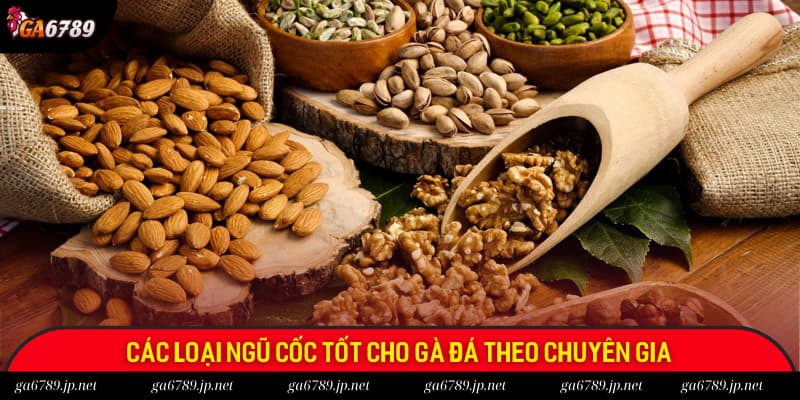 Các loại ngũ cốc cho gà đá tốt theo chuyên gia