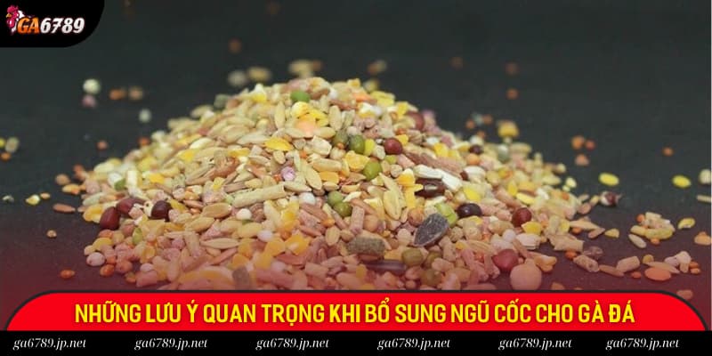 Điểm lưu ý quan trọng khi bổ sung ngũ cốc cho gà đá