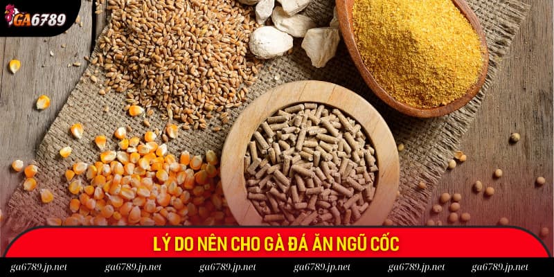 Lý do anh em chiến sư kê nên bổ sung ngũ cốc cho gà đá