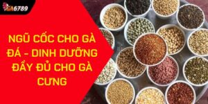 Ngũ cốc cho gà đá