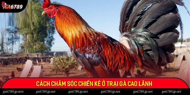 Chiến kê Cao Lãnh có một chế độ chăm sóc đặc biệt Chiến kê Cao Lãnh có một chế độ chăm sóc đặc biệt