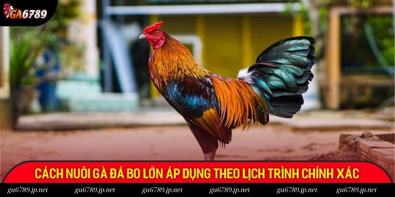 Cách nuôi gà đá bo lớn áp dụng theo lịch trình chính xác