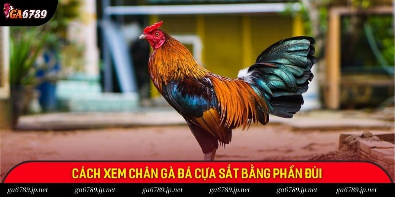 Cách xem chân gà đá cựa sắt bằng phần đùi