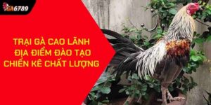 trại gà Cao Lãnh