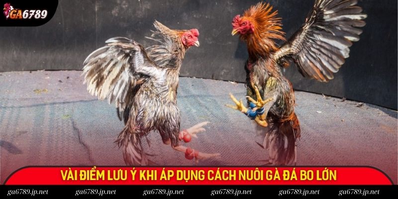 Vài điểm lưu ý khi áp dụng cách nuôi gà đá bo lớn