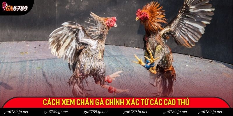 Cách xem chân gà chính xác từ các cao thủ