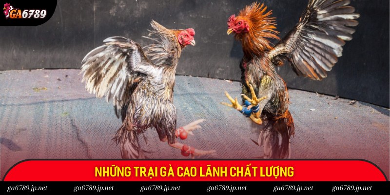 Giới thiệu 3 trại Cao Lãnh có tiếng hiện nay Giới thiệu 3 trại Cao Lãnh có tiếng hiện nay