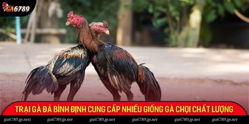 Trại gà đá Bình Định cung cấp nhiều giống gà chọi chất lượng