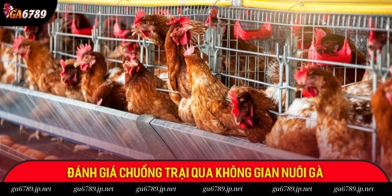 Đánh giá chuồng trại qua không gian nuôi gà