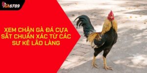 Xem chân gà đá cựa sắt
