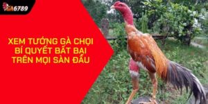 Xem tướng gà chọi